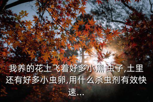 我養(yǎng)的花上飛著好多小黑 蟲子,土里還有好多小蟲卵,用什么殺蟲劑有效快速...
