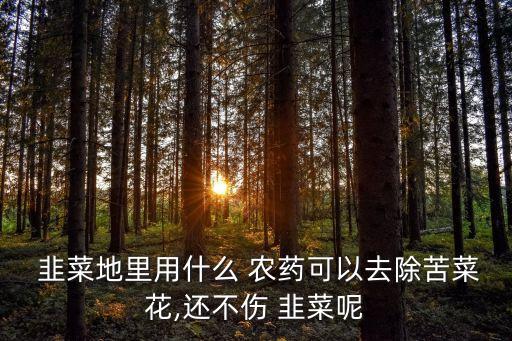  韭菜地里用什么 農藥可以去除苦菜花,還不傷 韭菜呢