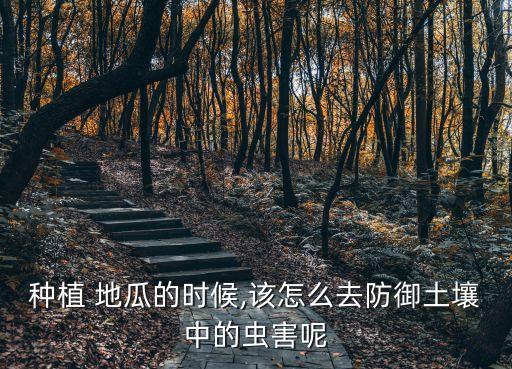 地瓜地打什么農藥,地瓜打農藥嗎