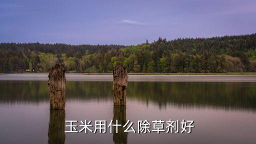  玉米用什么除草劑好