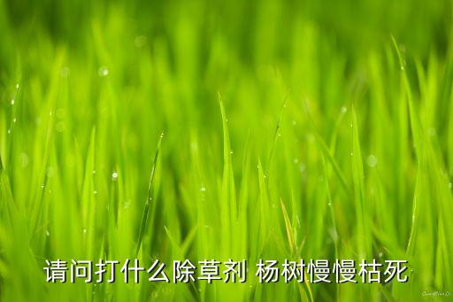 用什么農藥殺死楊樹最好,殺死楊樹的最好最快的農藥