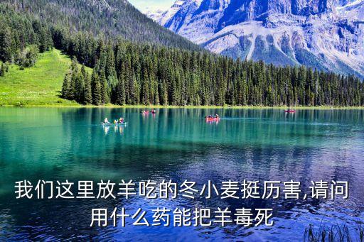 我們這里放羊吃的冬小麥挺歷害,請(qǐng)問用什么藥能把羊毒死