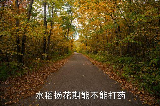  水稻揚(yáng)花期能不能打藥