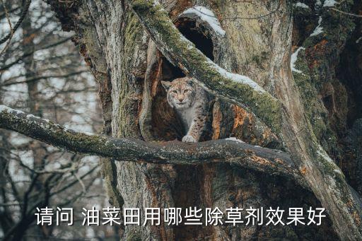 種油菜打什么農(nóng)藥好用呢,油菜春季打什么農(nóng)藥