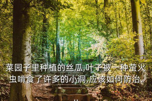 菜園子里種植的絲瓜,葉子被一種螢火蟲啃食了許多的小洞,應(yīng)該如何防治...