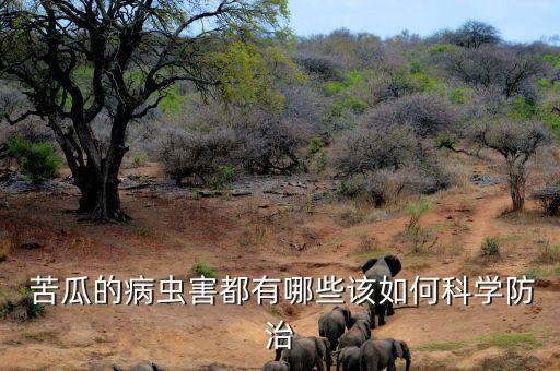 苦瓜忌什么農(nóng)藥,苦瓜打農(nóng)藥嗎