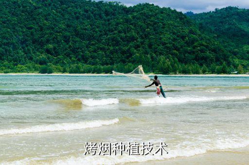  烤煙種植技術