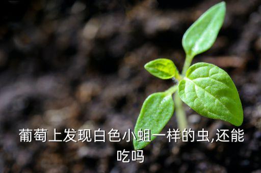  葡萄上發現白色小蛆一樣的蟲,還能吃嗎