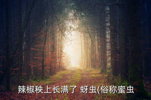  辣椒秧上長滿了 蚜蟲(俗稱蜜蟲