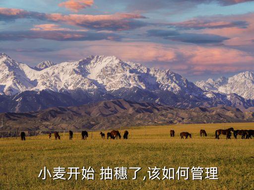  小麥開始 抽穗了,該如何管理