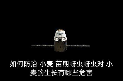 如何防治 小麥 苗期蚜蟲蚜蟲對 小麥的生長有哪些危害