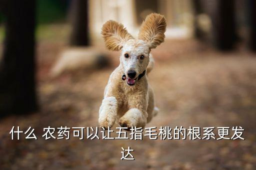 最好的生根農藥是什么,番茄生根最快最好是什么