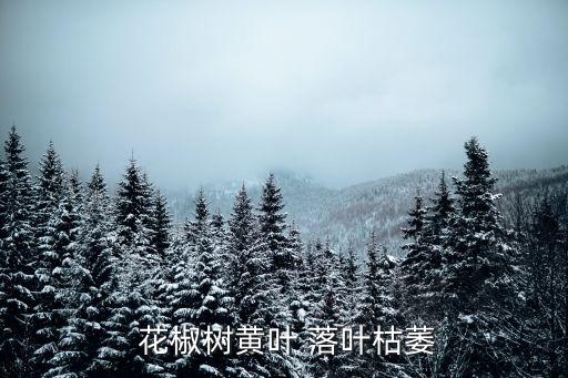  花椒樹黃葉 落葉枯萎
