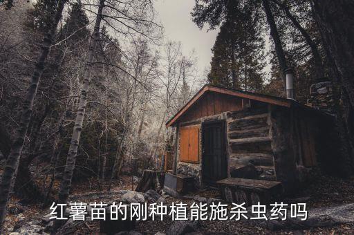  紅薯苗的剛種植能施殺蟲藥嗎