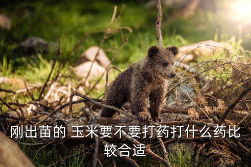 玉米拌種什么農藥最好,玉米二次拌種用什么藥最好