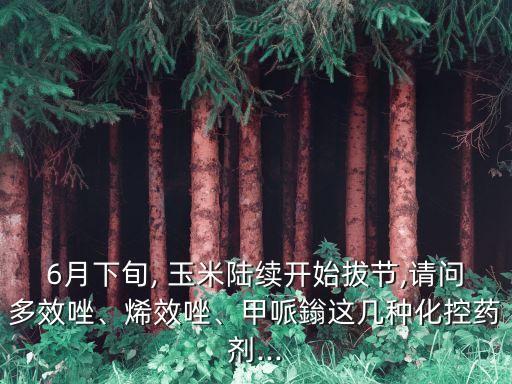 6月下旬, 玉米陸續開始拔節,請問多效唑、烯效唑、甲哌鎓這幾種化控藥劑...