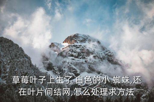 草莓葉子上生了 白色的小 蜘蛛,還在葉片間結(jié)網(wǎng),怎么處理求方法