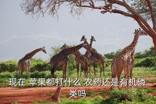 現在蘋果打什么農藥了呢,防蘋果腐爛用什么農藥