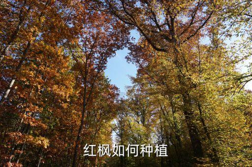 紅楓如何種植