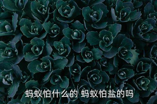  螞蟻怕什么的 螞蟻怕鹽的嗎