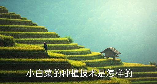  小白菜的種植技術(shù)是怎樣的