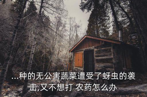 ...種的無公害蔬菜遭受了蚜蟲的襲擊,又不想打 農藥怎么辦