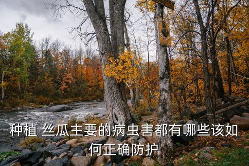 絲瓜結(jié)果打什么農(nóng)藥,種絲瓜什么方法可以多結(jié)果