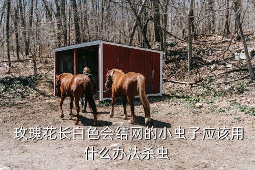  玫瑰花長(zhǎng)白色會(huì)結(jié)網(wǎng)的小蟲子應(yīng)該用什么辦法殺蟲