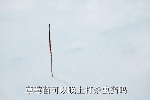  草莓苗可以晚上打殺蟲藥嗎