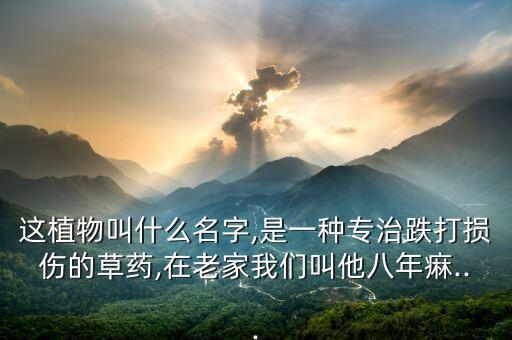 這植物叫什么名字,是一種專(zhuān)治跌打損傷的草藥,在老家我們叫他八年痳...