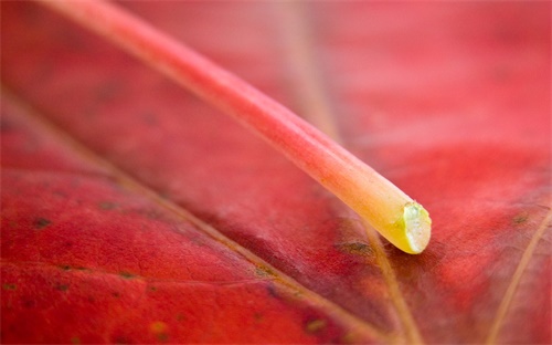 苦菜生蟲打什么農(nóng)藥,打苦菜用什么藥
