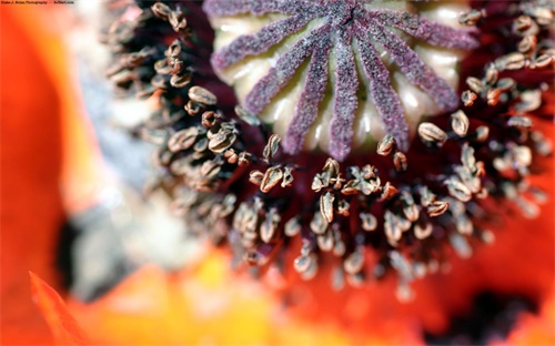 預(yù)防紅薯腐爛的農(nóng)藥是什么,紅薯根部腐爛是什么病癥