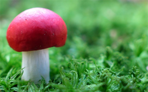 農藥上sc是什么意思,農藥有效成分含量是什么意思