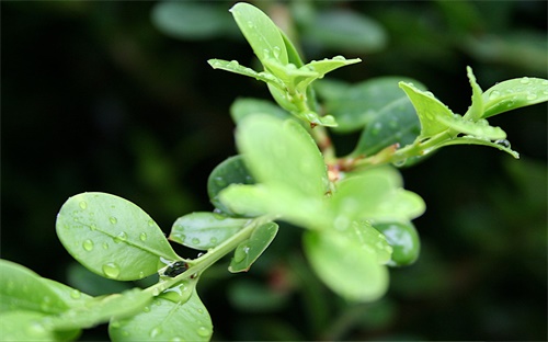種植谷子用什么農藥好,谷子什么季節種植