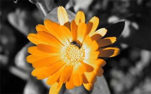 玉米發(fā)芽用什么農(nóng)藥好,玉米是夏天發(fā)芽的還是什么