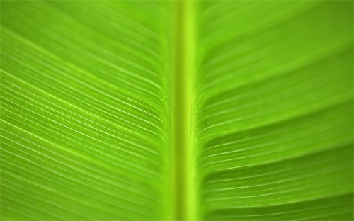 木薯樹怕什么農藥,廣玉蘭樹怕什么農藥